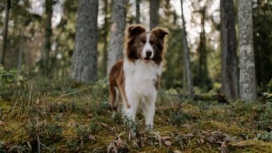 enterprise intelligence analysis overview