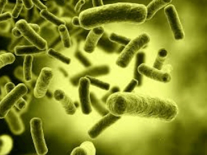 What Are Biotics? Why Postbiotics Are Changing the Future of Microbiome Products